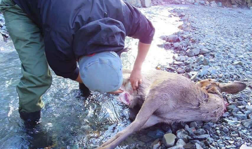 獣をさばく