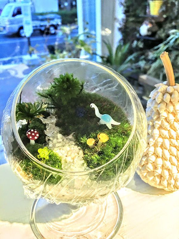 苔テラリウム