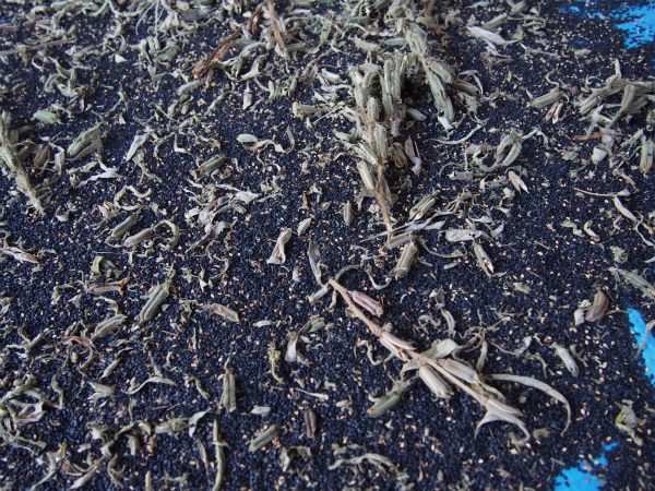 s_P1010266.jpg